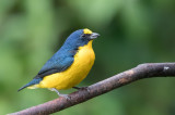 Yellow-throated Euphonia - Geelkeelorganist - Organiste à gorge jaune (m)