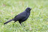 Melodious Blackbird - Rouwtroepiaal - Quiscale chanteur