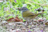Black-striped Sparrow - Panamagors - Tohi ligné
