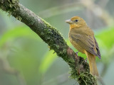 Summer Tanager - Zomertangare - Tangara vermillon (f)