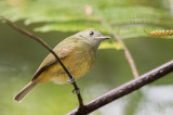 Ochre-bellied Flycatcher - Okerbuikpipratiran - Pipromorphe roussâtre