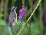 Bananaquit - Suikerdiefje - Sucrier  ventre jaune