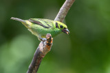 Emerald Tanager - Smaragdtangare - Calliste meraude