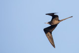 Magnificent Frigatebird - Amerikaanse Fregatvogel - Frgate superbe