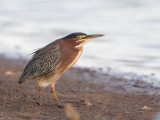 Green Heron - Groene Reiger - Héron vert