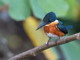 American Pygmy Kingfisher - Groene Dwergijsvogel - Martin-pêcheur nain