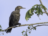Neotropic Cormorant - Bigua Aalscholver - Cormoran vigua