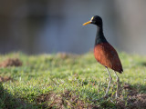 Northern Jacana - Jacana - Jacana du Mexique