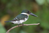 Green Kingfisher - Groene IJsvogel - Martin-pêcheur vert (f)
