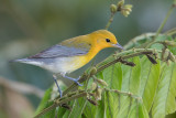 Prothonotary Warbler - Citroenzanger - Paruline orange