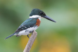 Green Kingfisher - Groene IJsvogel - Martin-pêcheur vert (m)