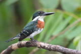 Green Kingfisher - Groene IJsvogel - Martin-pêcheur vert (m)