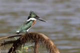 Amazon Kingfisher - Amazoneijsvogel - Martin-pcheur dAmazonie (m)