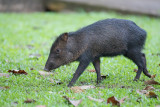 Collared peccary