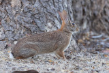 Eastern cottontail