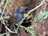 Dull-mantled Antbird - Grijskruinmiervogel - Alapi tabac
