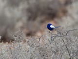 White-winged Fairywren - Witvleugelelfje - Mérion leucoptère (m)