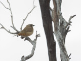 Crested Bellbird - Kuifdikkop - Carillonneur huppé (m)