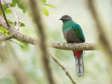 Resplendent Quetzal - Quetzal - Quetzal resplendissant (f)