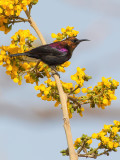 Copper Sunbird - Koperhoningzuiger - Souimanga cuivr (m)
