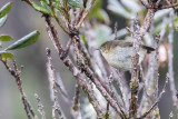 New Guinea Thornbill - Papoea-doornsnavel - Acanthize de Nouvelle-Guine
