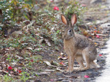 Woolly hare