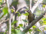 Birds of Thailand South 2017