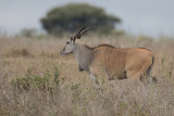 Common eland (f)