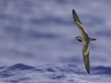 Bulwers Petrel - Bulwers Stormvogel - Ptrel de Bulwer