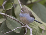 Red-cheeked Cordon-bleu - Blauwfazantje - Cordonbleu à joues rouges (f)