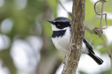 Chinspot Batis - Witflankvliegenvanger - Pririt molitor (m)