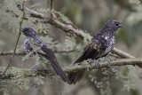 HInde's Babbler - Hindes Babbelaar - Cratérope de Hinde