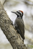 Bearded Woodpecker - Baardspecht - Pic barbu (m)