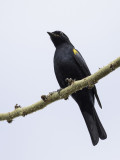 Black Cuckooshrike - Kaapse Rupsvogel - Échenilleur à épaulettes jaunes (m)