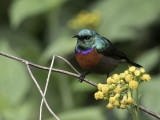 Northern Double-collared Sunbird - Preuss' Honingzuiger - Souimanga de Preuss (m)