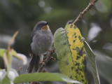 Chestnut-throated Apalis - Bergapalis - Apalis à gorge marron
