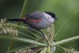 Kandt's Waxbill - Kandts Astrild - Astrild de Kandt
