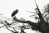 Olive Ibis - Olijfgroene Ibis - Ibis olive