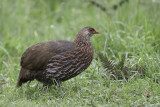 Jackson's Spurfowl - Jacksons Frankolijn - Francolin de Jackson