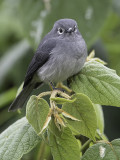 White-eyed Slaty Flycatcher - Bergdrongovliegenvanger - Gobemouche de Fischer