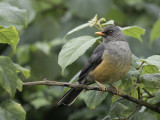 Abyssinian Thrush - Afrikaanse Berglijster - Merle abyssinien