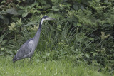 Black-headed Heron - Zwartkopreiger - Héron mélanocéphale