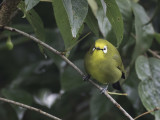 Kikuyu White-eye - Kikuyubrilvogel - Zostérops du Kikuyu