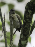 Fine-banded Woodpecker - Fijnstreepspecht - Pic à raies fines