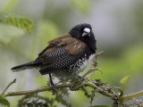 Red-backed Mannikin - Bruinrugekstertje - Capucin à dos brun