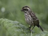 Streaky Seedeater - Gestreepte Kanarie - Serin strié