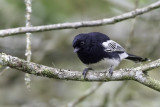 White-bellied Tit - Witbuikmees - Mésange à ventre blanc