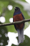 Bar-tailed Trogon - Bandstaarttrogon - Trogon à queue barrée (m)