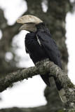 Silvery-cheeked Hornbill - Zilveroorneushoornvogel - Calao  joues argent (m)