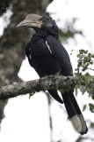 Silvery-cheeked Hornbill - Zilveroorneushoornvogel - Calao à joues argent (f)